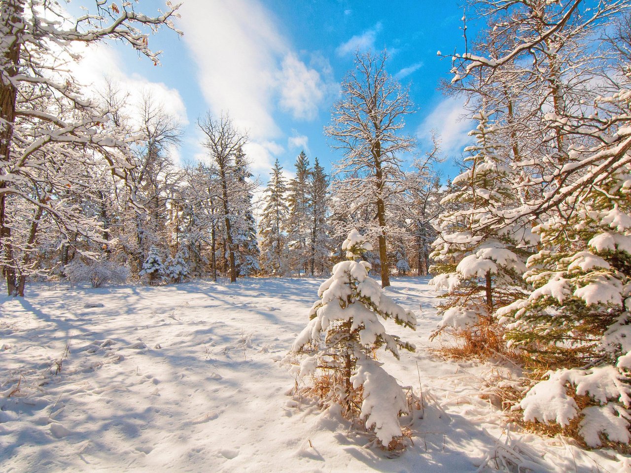Обои деревья, снег, лес, зима, trees, snow, forest, winter разрешение 2048x1360 Загрузить