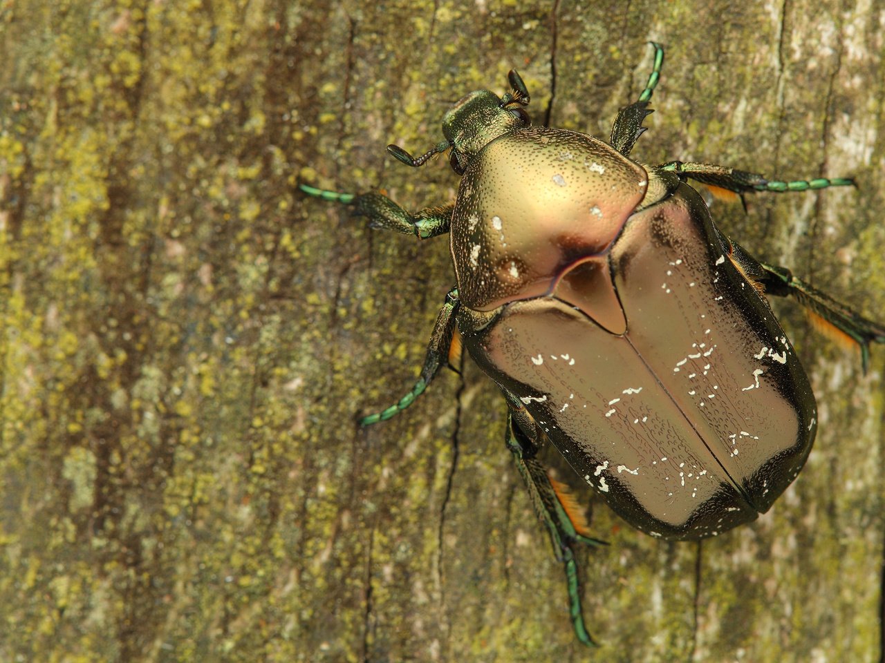 Обои дерево, жук, макро, насекомое, кора, бронзовка, tree, beetle, macro, insect, bark, brantovka разрешение 2400x1350 Загрузить