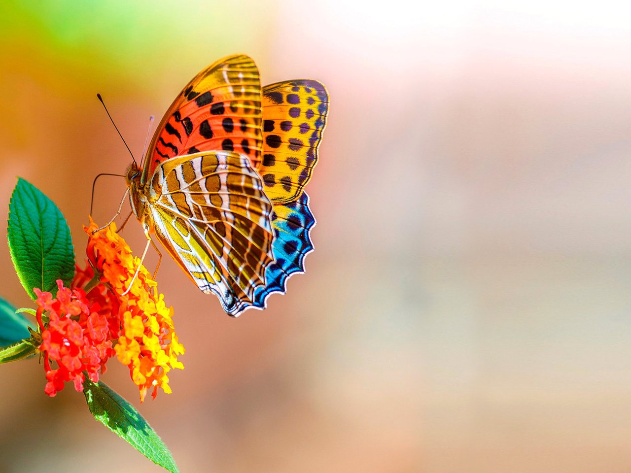 Обои цветы, макро, насекомое, бабочка, боке, flowers, macro, insect, butterfly, bokeh разрешение 2560x1600 Загрузить