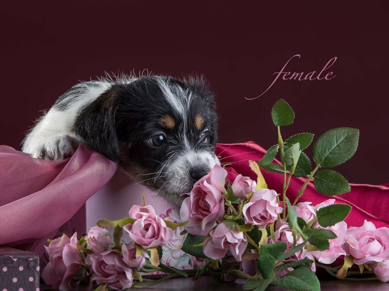 Обои цветы, розы, щенок, ткань, джек-рассел-терьер, flowers, roses, puppy, fabric, jack russell terrier разрешение 3300x2112 Загрузить