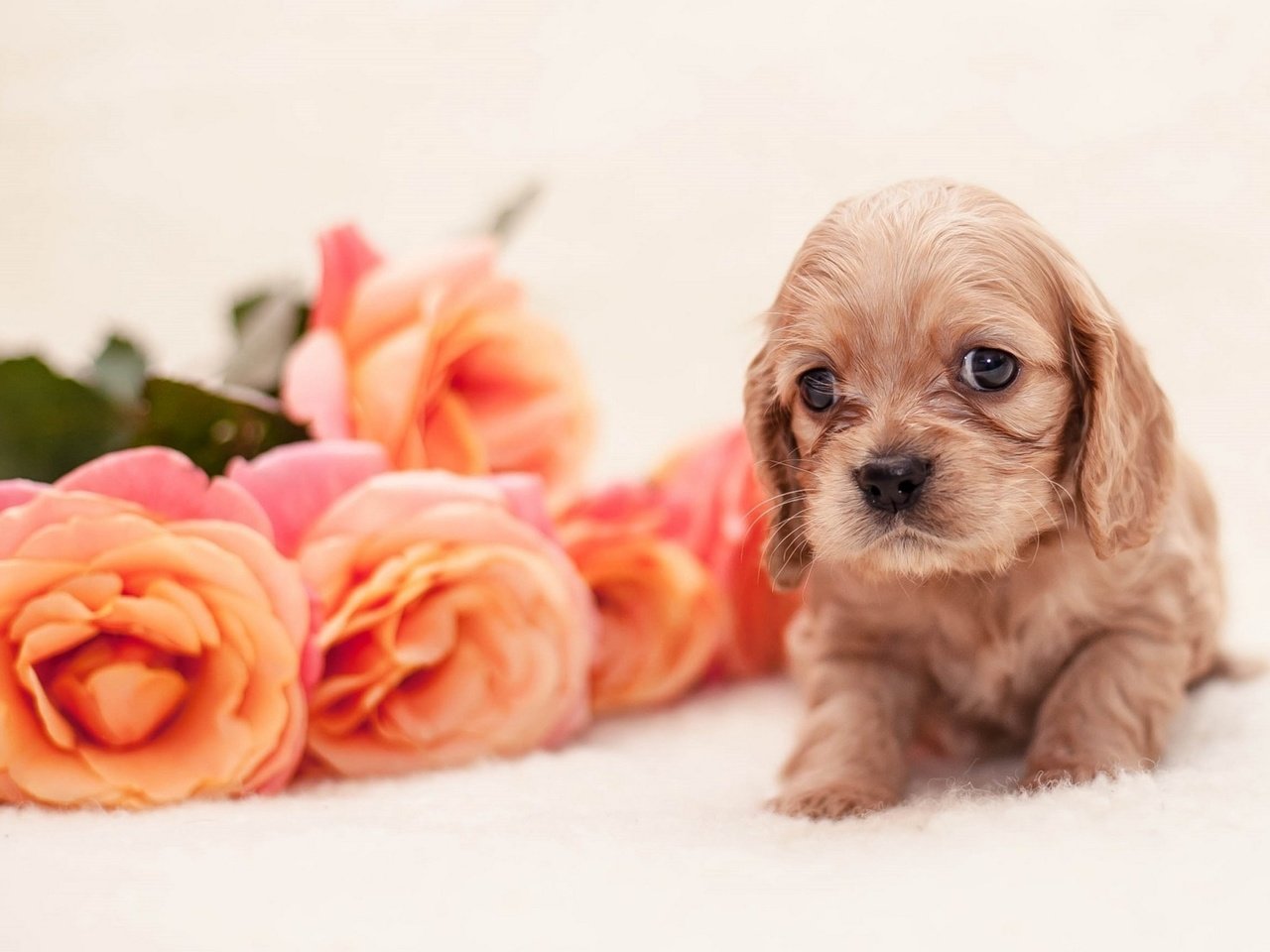 Обои цветы, розы, собака, щенок, щенка, детские,  цветы, спаниель, роз, cобака, flowers, roses, dog, puppy, baby, spaniel разрешение 2048x1345 Загрузить