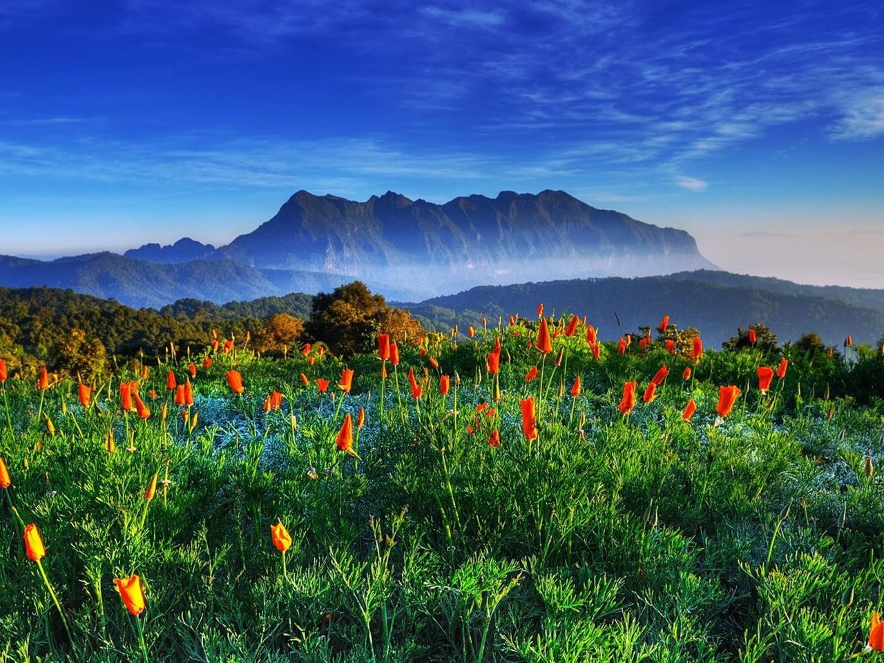 Обои цветы, горы, поле, гора, таиланд,  цветы, chiang-dao, цзян-дао, flowers, mountains, field, mountain, thailand, jiang dao разрешение 1920x1080 Загрузить