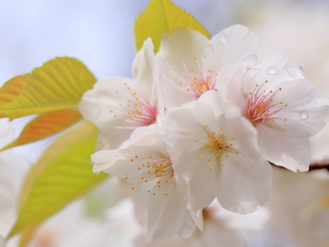 Обои цветы, макро, капли, вишня, сакура, flowers, macro, drops, cherry, sakura разрешение 3000x2000 Загрузить