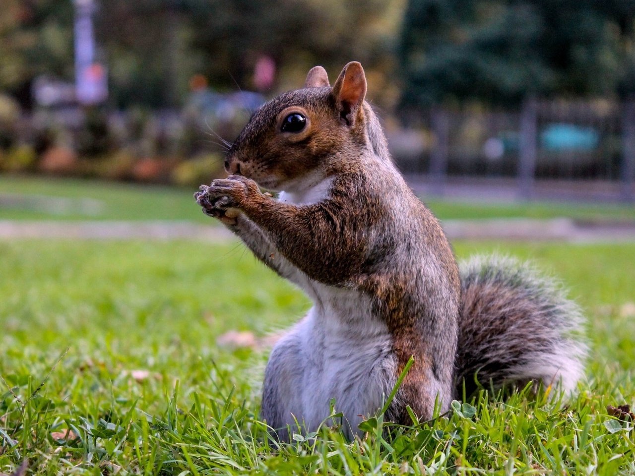 Обои белка, на траве, в парке, protein, on the grass, in the park разрешение 1920x1080 Загрузить