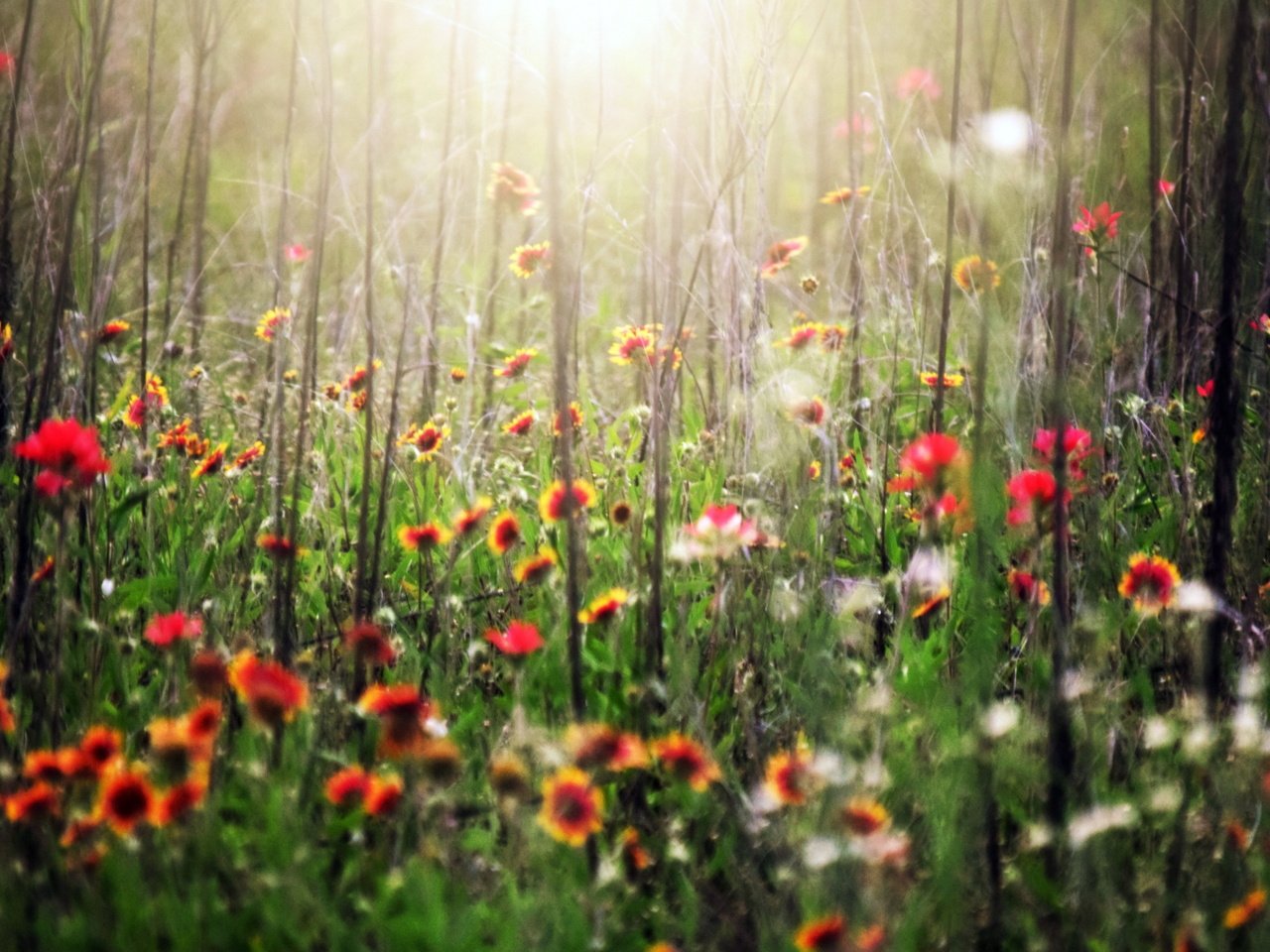 Обои цветы, трава, лето, flowers, grass, summer разрешение 2558x1575 Загрузить