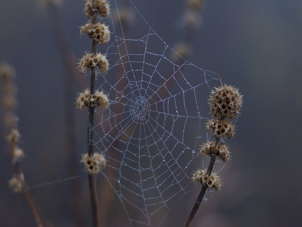 Обои природа, макро, капли, дождь, растение, паутина, сухие, капельки росы, nature, macro, drops, rain, plant, web, dry, drops of dew разрешение 2880x1920 Загрузить