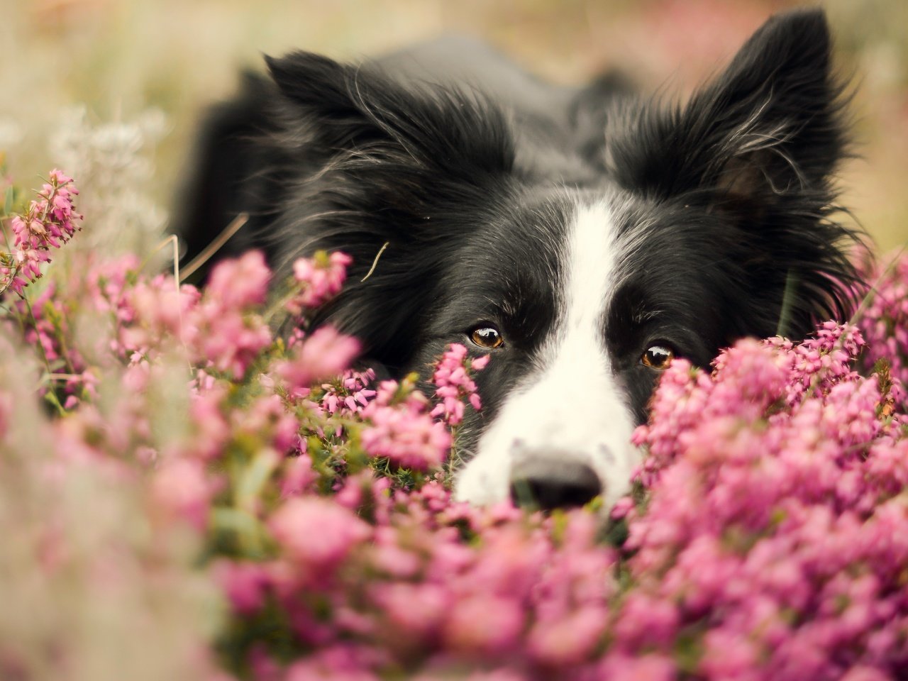 Обои морда, цветы, портрет, собака, бордер-колли, face, flowers, portrait, dog, the border collie разрешение 2880x1619 Загрузить