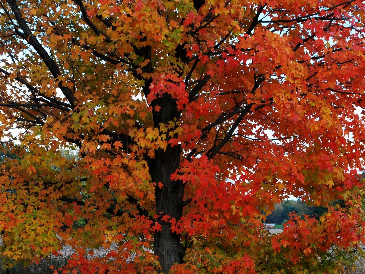 Обои дерево, листья, осень, расцветка, опадают, осен,  листья,     дерево, tree, leaves, autumn, colors, fall разрешение 3872x2592 Загрузить