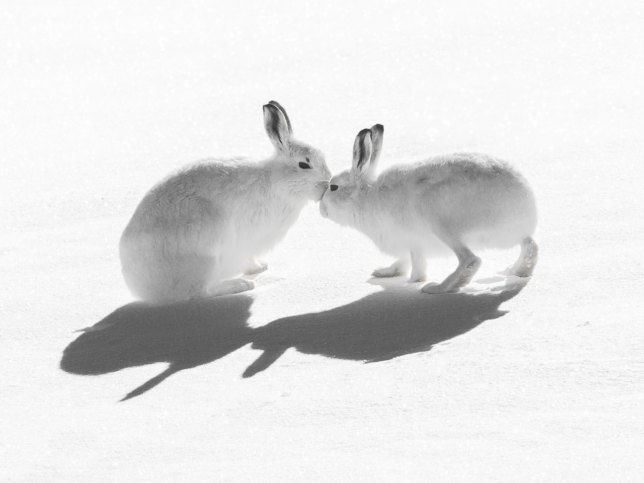 Обои снег, природа, тень, зайцы, воздушны поцелуй, горный заяц, snow, nature, shadow, rabbits, kiss, mountain hare разрешение 2047x1321 Загрузить