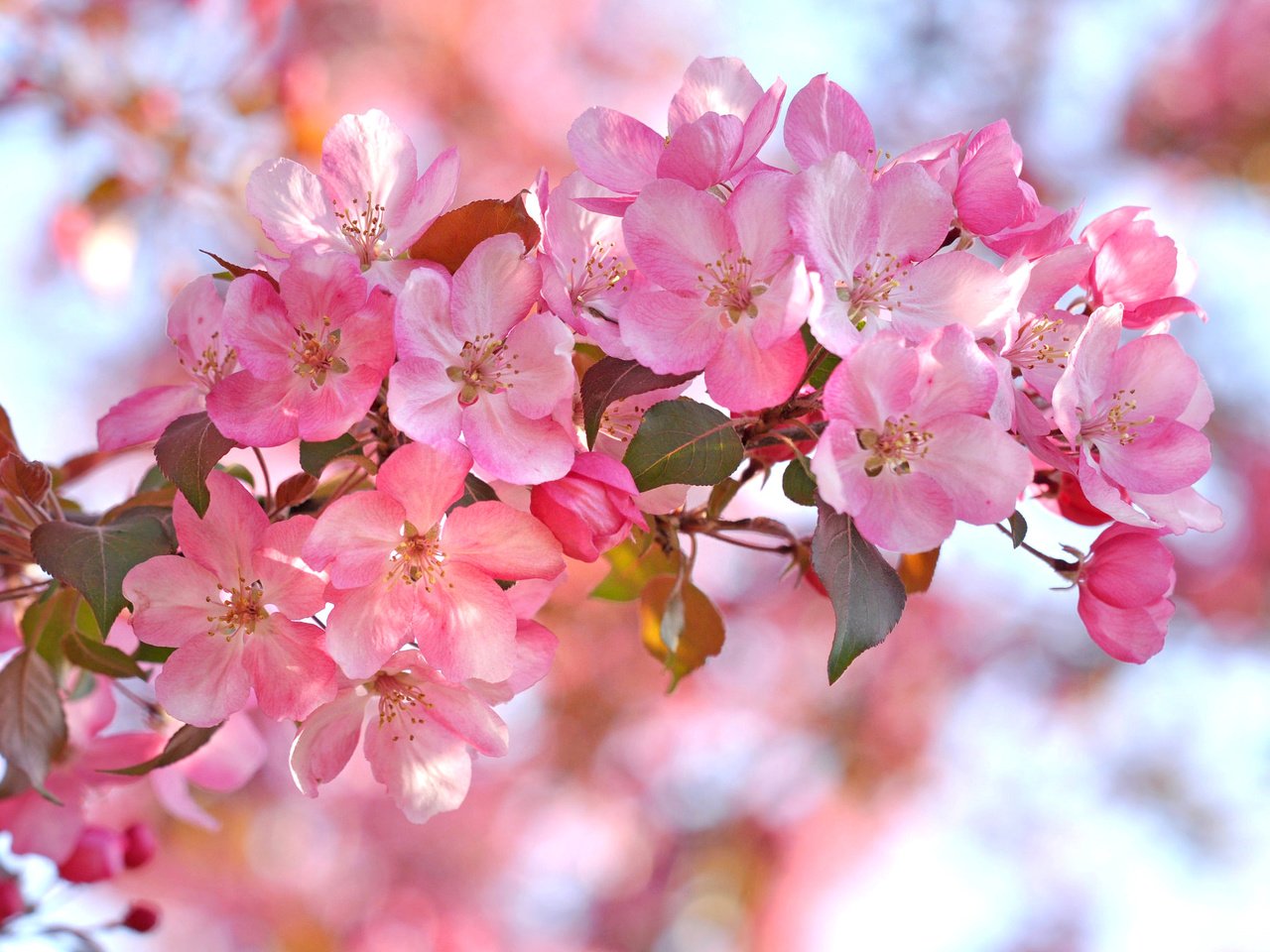 Обои ветка, лепестки, сад, весна, branch, petals, garden, spring разрешение 2048x1360 Загрузить