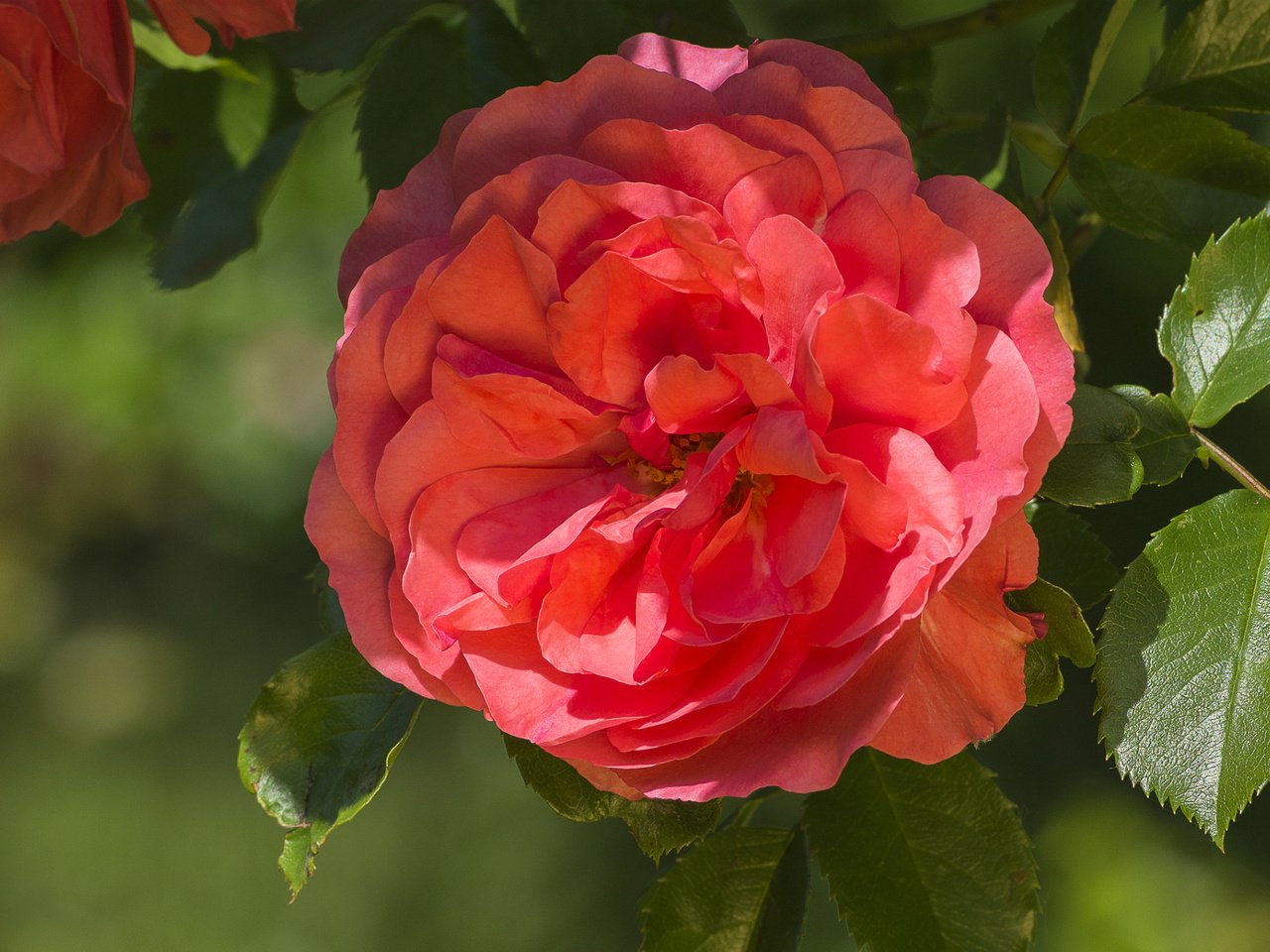 Обои макро, роза, лепестки, красная, красота, macro, rose, petals, red, beauty разрешение 1920x1286 Загрузить