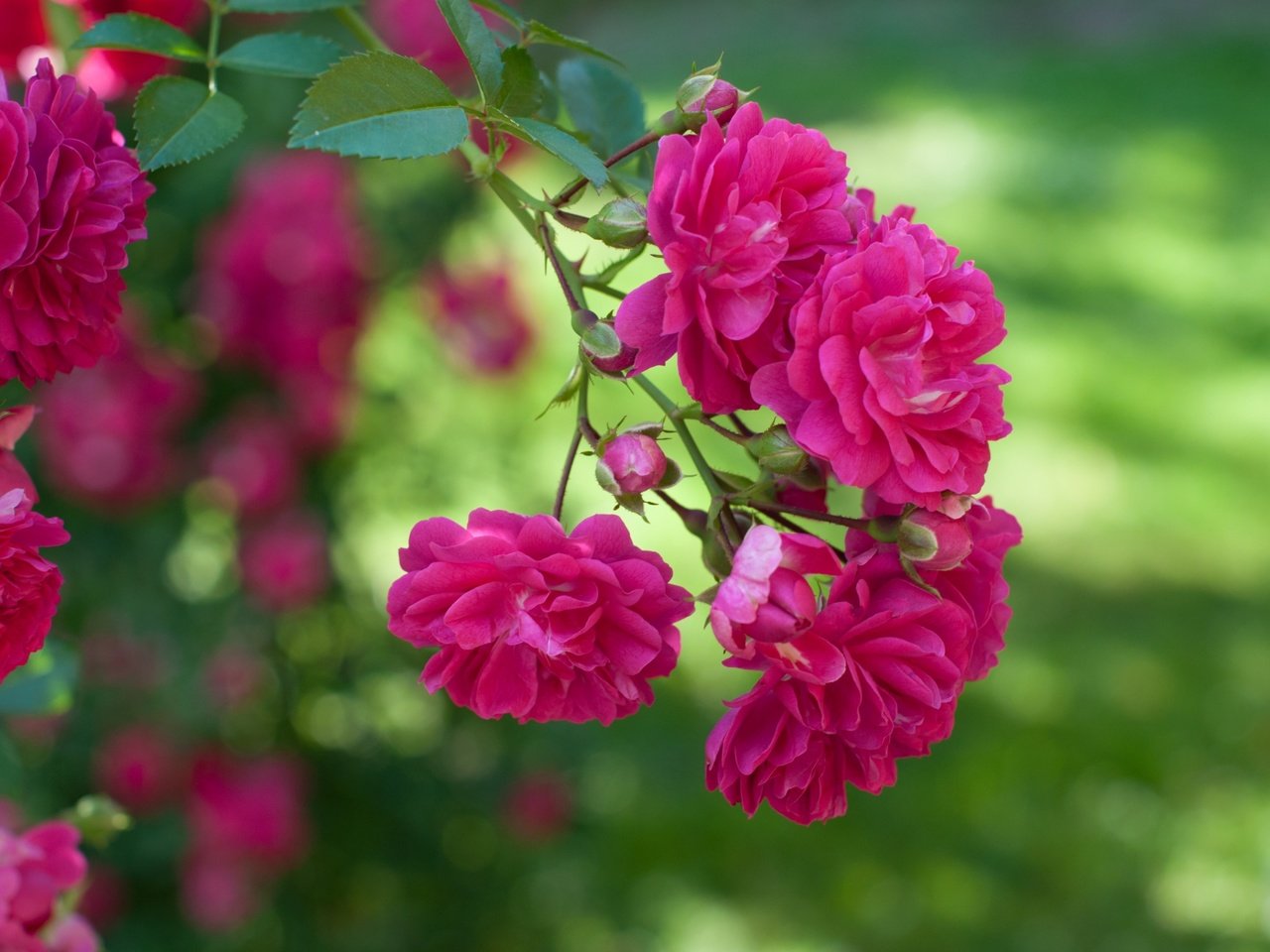 Обои макро, розы, розовый, куст, macro, roses, pink, bush разрешение 3000x1993 Загрузить