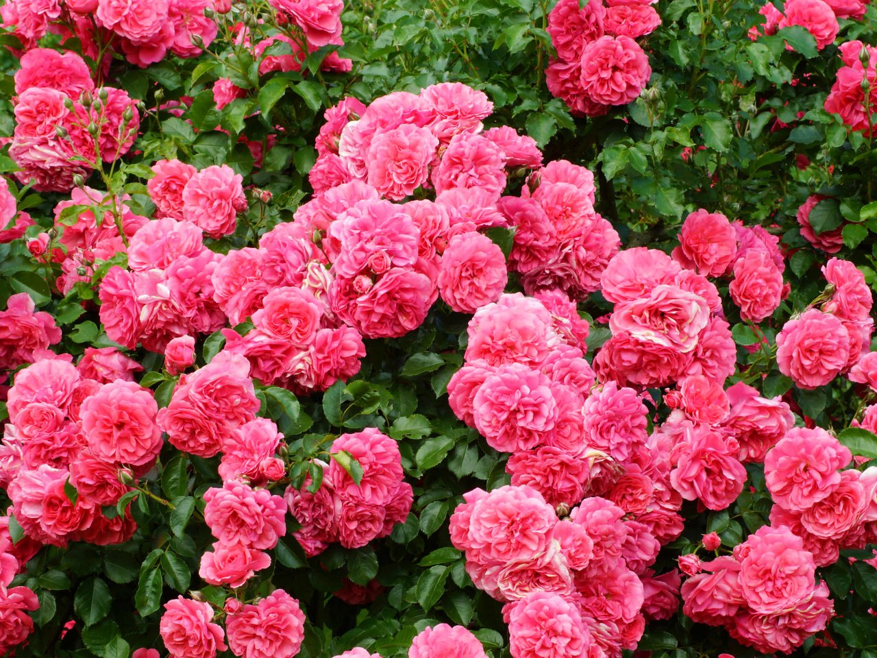 Обои цветы, розы, розовый, куст, flowers, roses, pink, bush разрешение 1920x1280 Загрузить