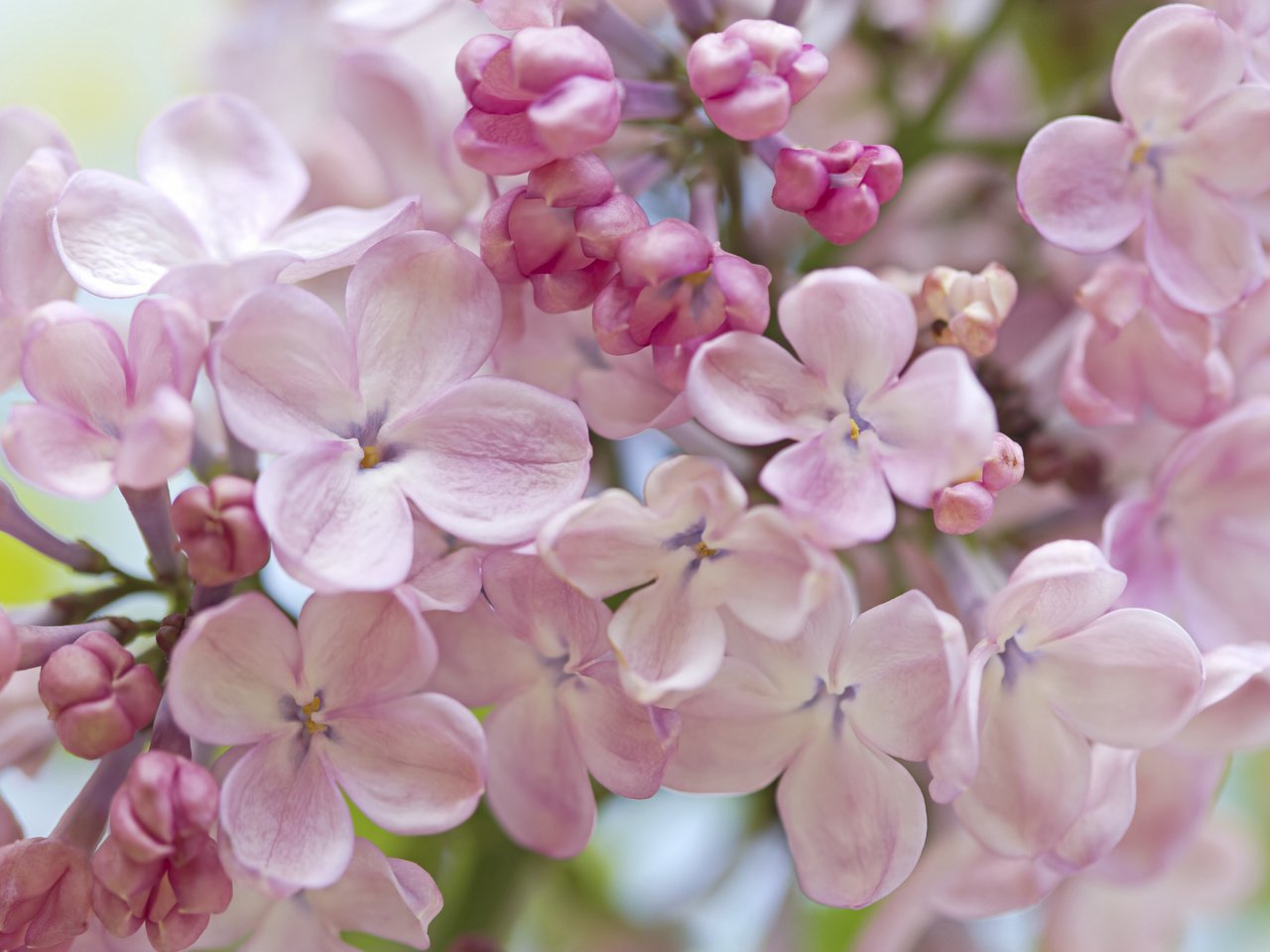 Обои макро, весна, нежность, сирень, macro, spring, tenderness, lilac разрешение 2048x1365 Загрузить