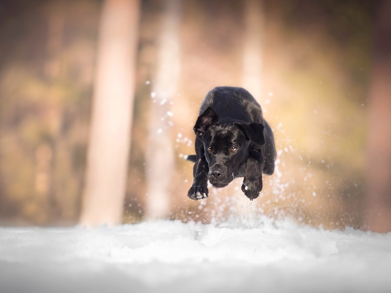 Обои снег, собака, бег, лабрадор, snow, dog, running, labrador разрешение 3520x2212 Загрузить