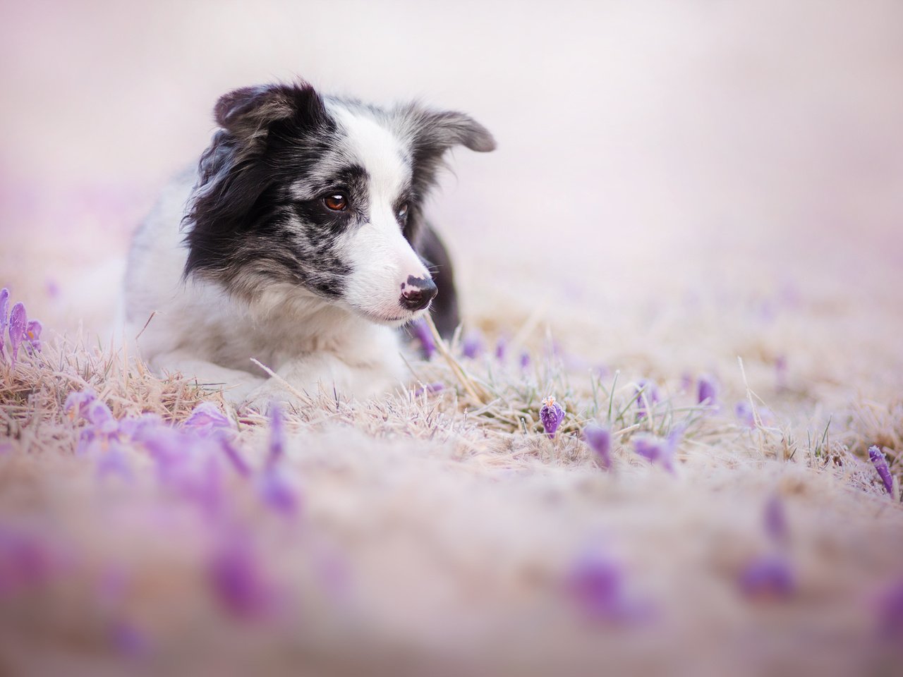 Обои цветы, взгляд, собака, друг, бордер-колли, flowers, look, dog, each, the border collie разрешение 2000x1333 Загрузить