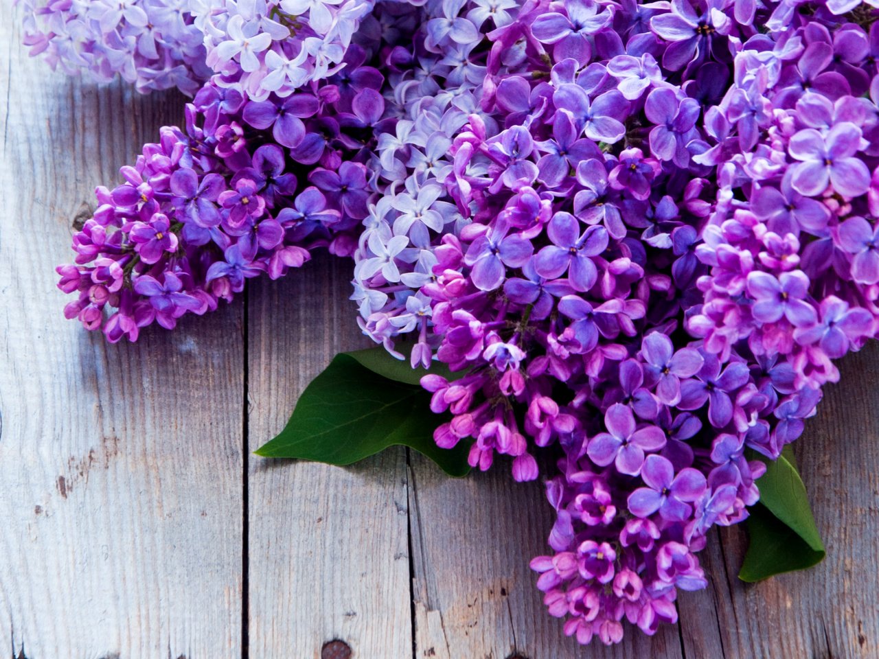 Обои гроздья, лиловый, сирень, bunches, purple, lilac разрешение 1920x1231 Загрузить