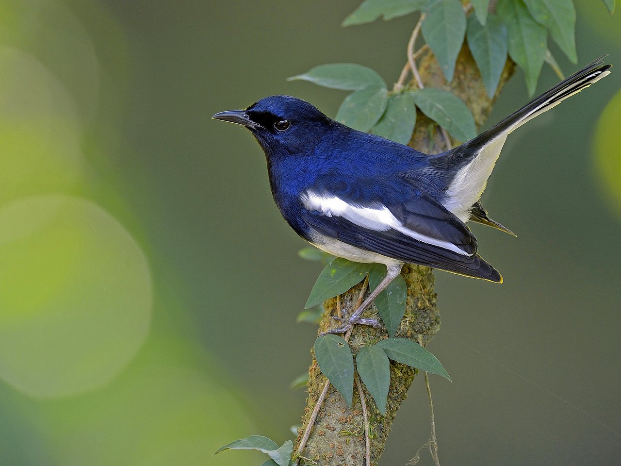 Обои ветка, птица, сорочий шама-дрозд, сорочья славка, branch, bird, magpie shama, thrush, magpie warbler разрешение 2048x1364 Загрузить