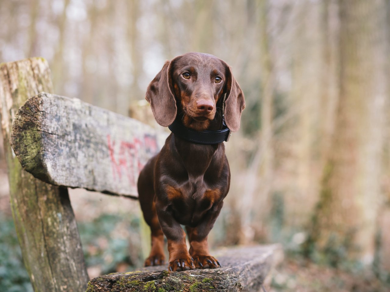 Обои мордочка, взгляд, собака, скамейка, такса, лапки, muzzle, look, dog, bench, dachshund, legs разрешение 2048x1365 Загрузить