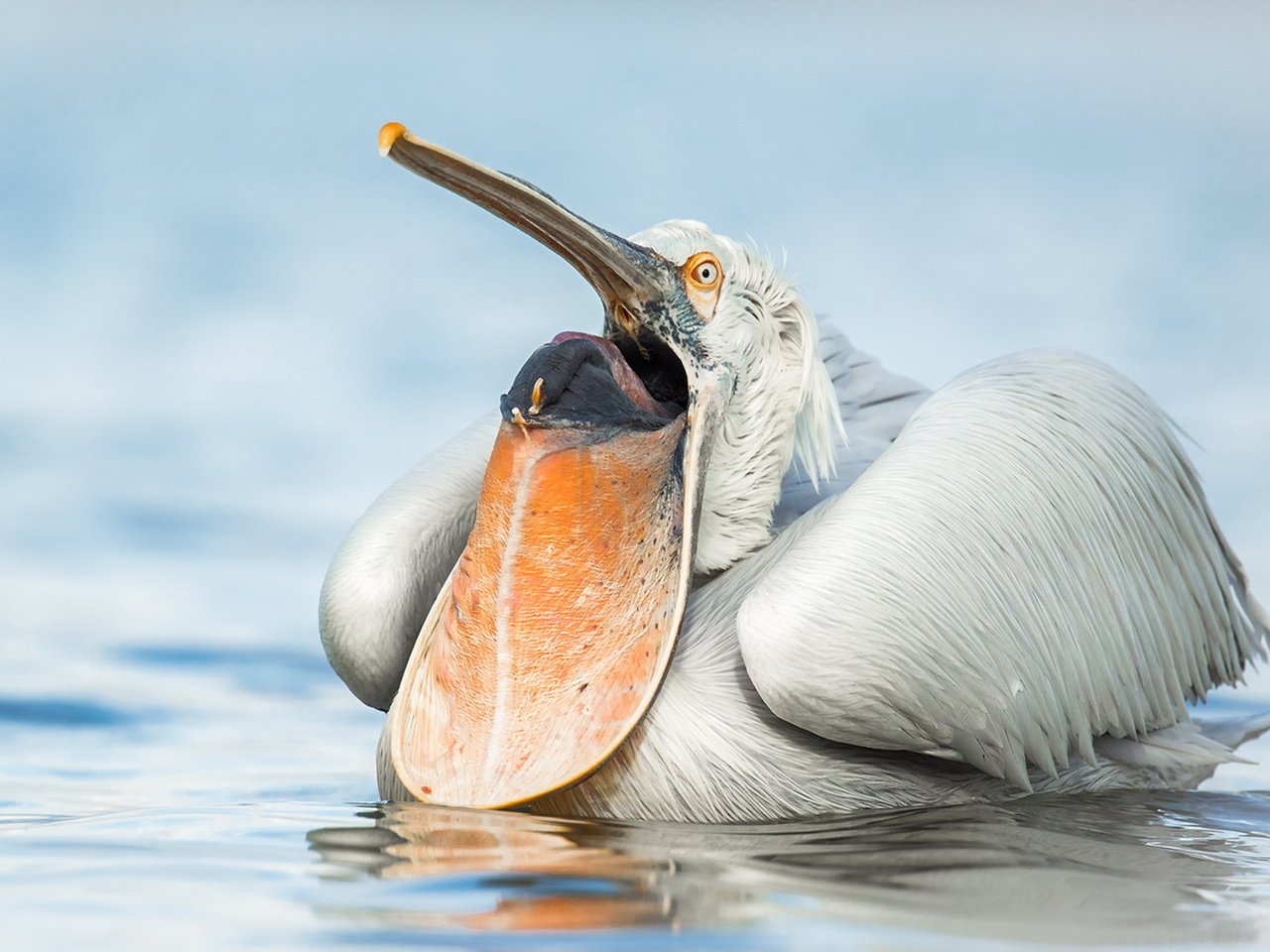 Обои природа, птица, пеликан, nature, bird, pelican разрешение 1920x1243 Загрузить