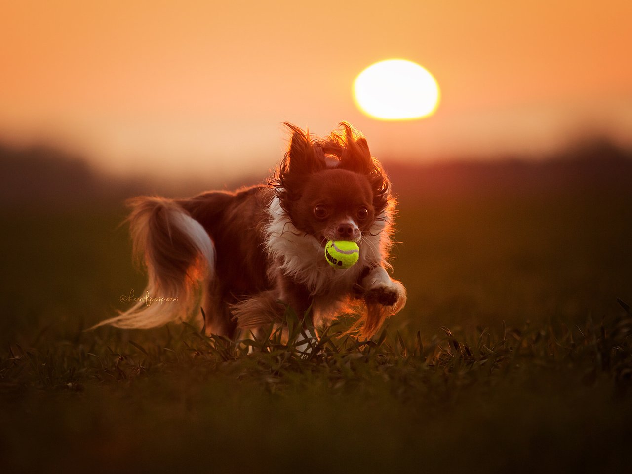 Обои закат, взгляд, собака, игра, друг, мяч, aleksandra kielreuter, sunset, look, dog, the game, each, the ball разрешение 2048x1365 Загрузить