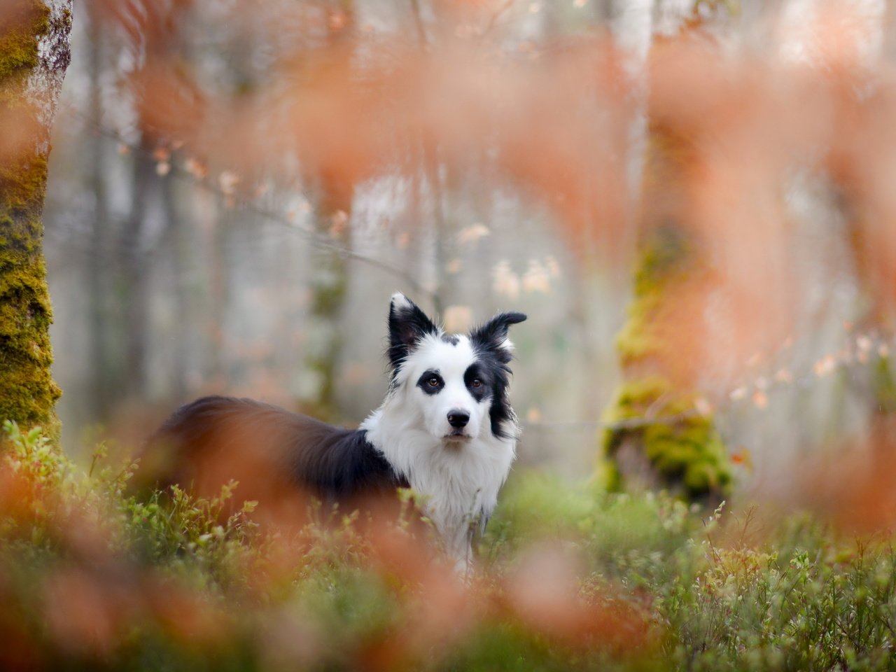 Обои взгляд, собака, друг, бордер-колли, look, dog, each, the border collie разрешение 6000x3704 Загрузить