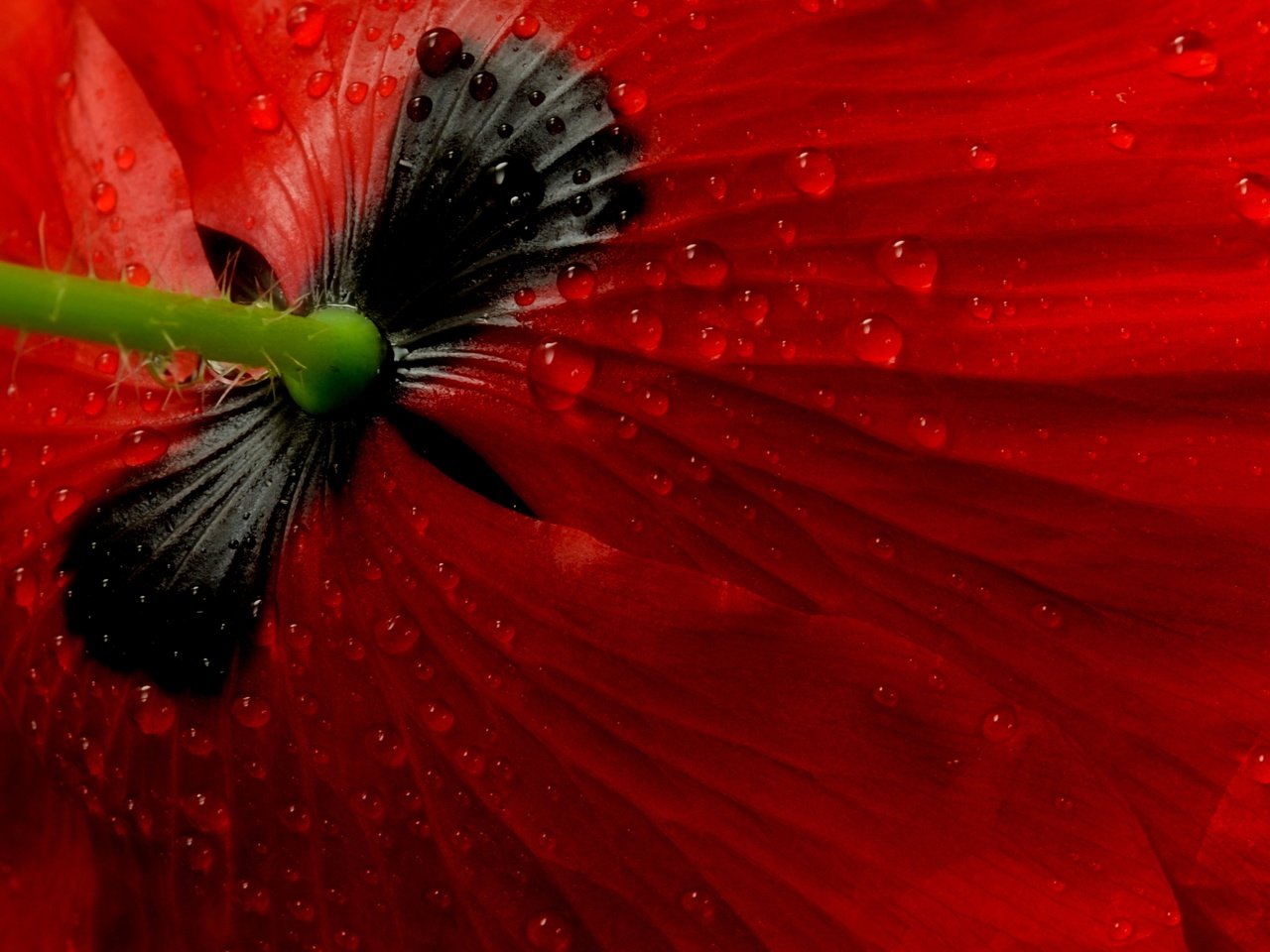 Обои макро, цветок, мак, macro, flower, mac разрешение 2880x1929 Загрузить