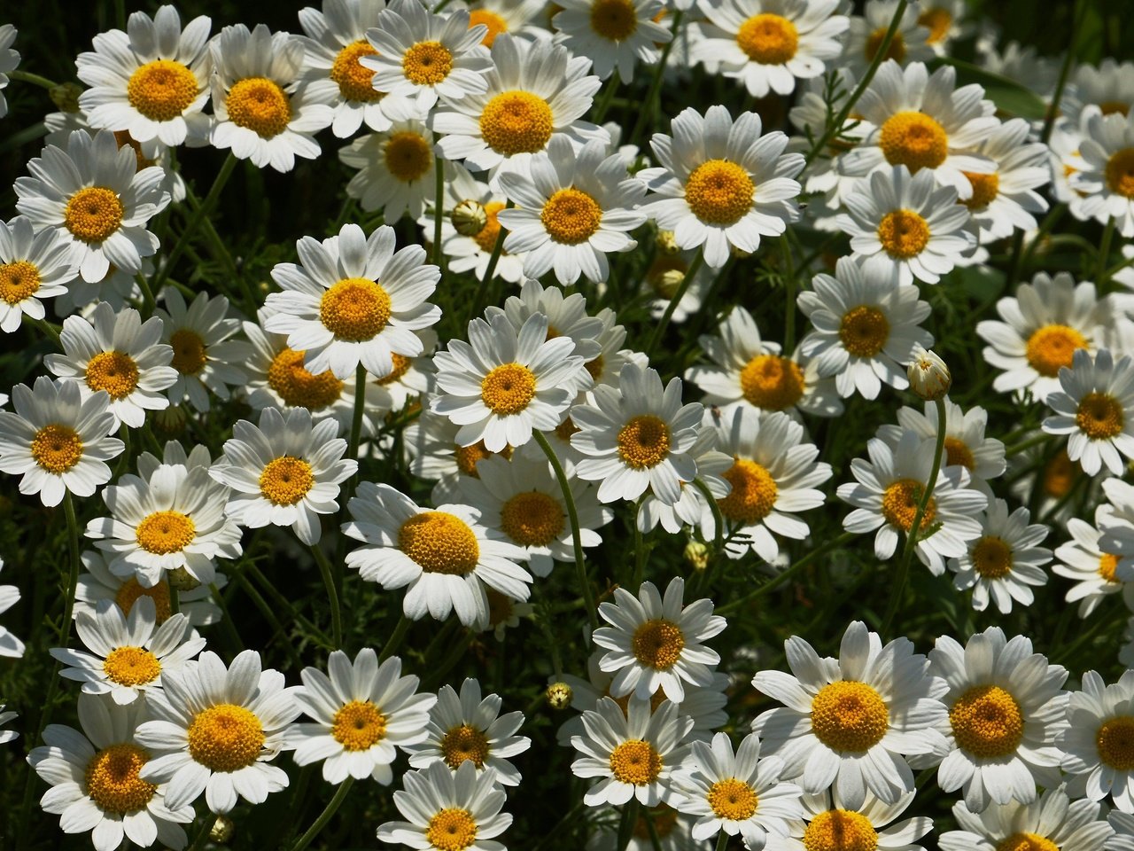 Обои цветы, ромашки, много, flowers, chamomile, a lot разрешение 2880x1799 Загрузить