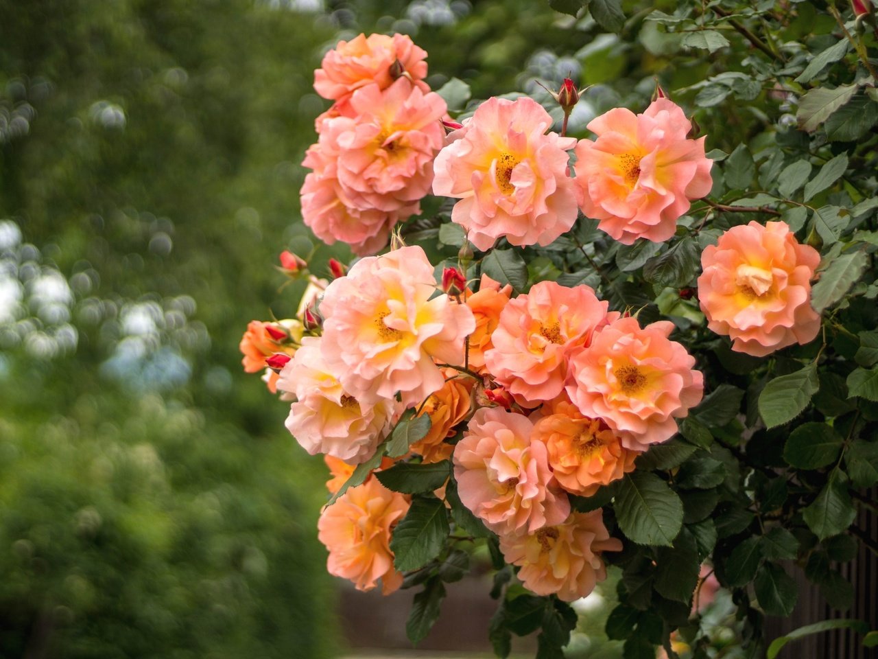 Обои цветы, розы, куст, персиковый, flowers, roses, bush, peach разрешение 2400x1595 Загрузить