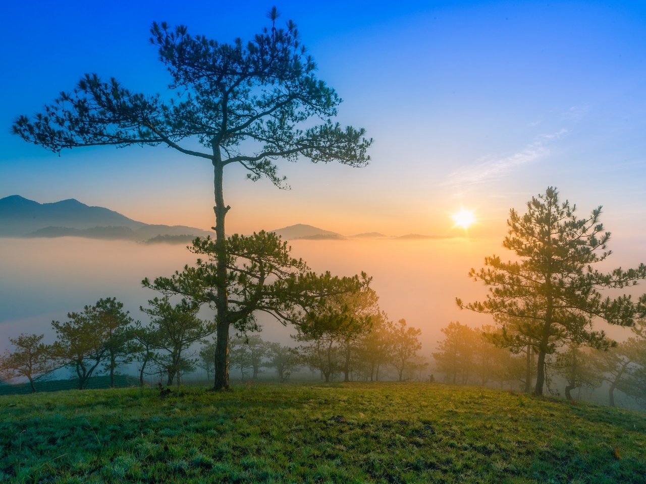 Обои деревья, горы, солнце, утро, туман, рассвет, сосны, trees, mountains, the sun, morning, fog, dawn, pine разрешение 2015x1295 Загрузить