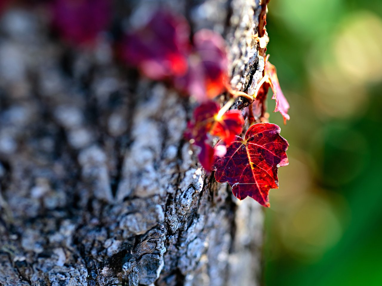 Обои дерево, макро, осень, лист, ствол, кора, боке, mirai.takahashi, tree, macro, autumn, sheet, trunk, bark, bokeh разрешение 3840x2400 Загрузить