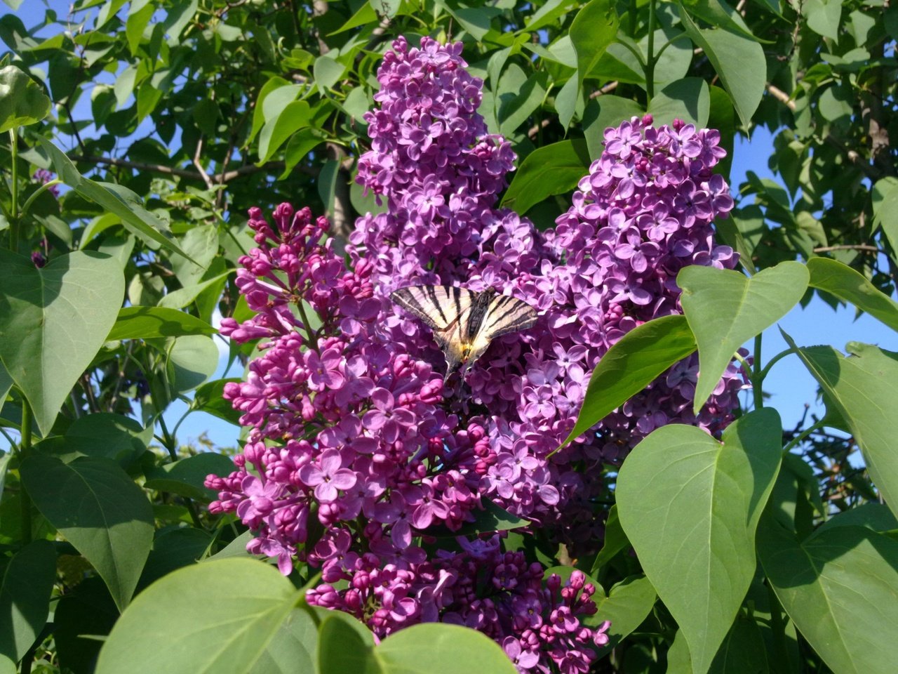 Обои насекомое, бабочка, крылья, весна, сирень, insect, butterfly, wings, spring, lilac разрешение 2592x1944 Загрузить