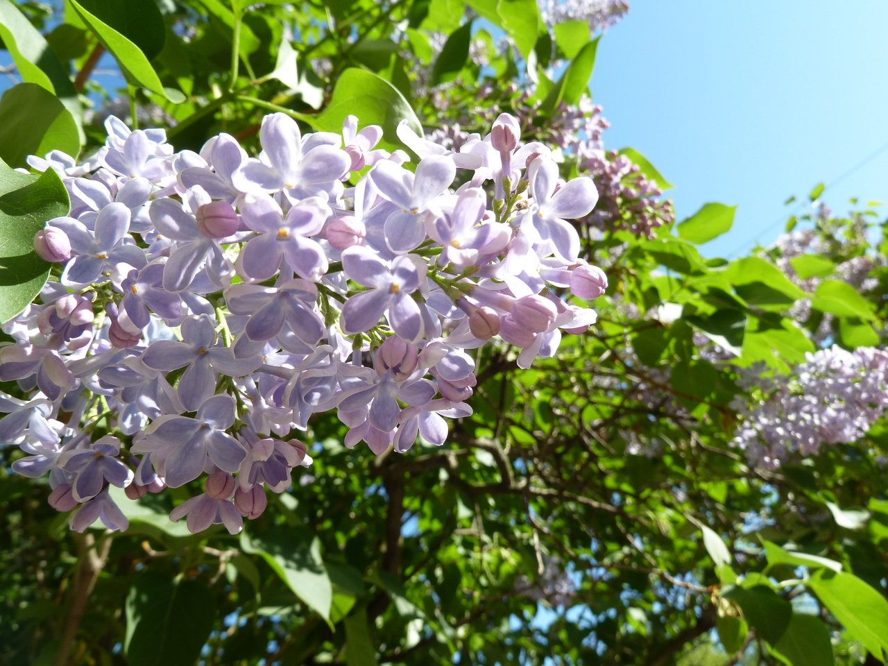 Обои небо, цветы, цветение, листья, макро, сирень, the sky, flowers, flowering, leaves, macro, lilac разрешение 4000x3000 Загрузить