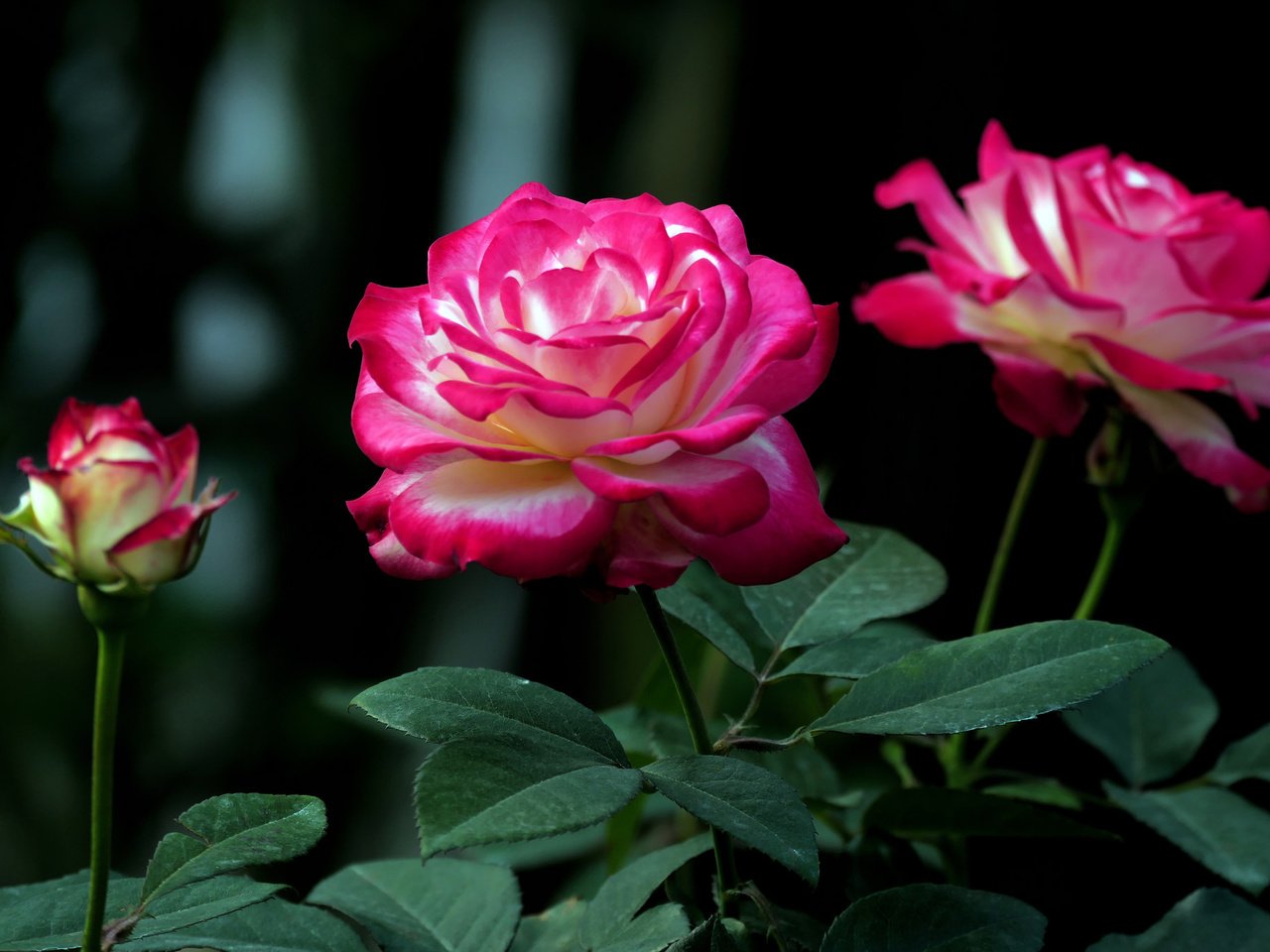 Обои розы, бутон, куст, roses, bud, bush разрешение 2048x1365 Загрузить