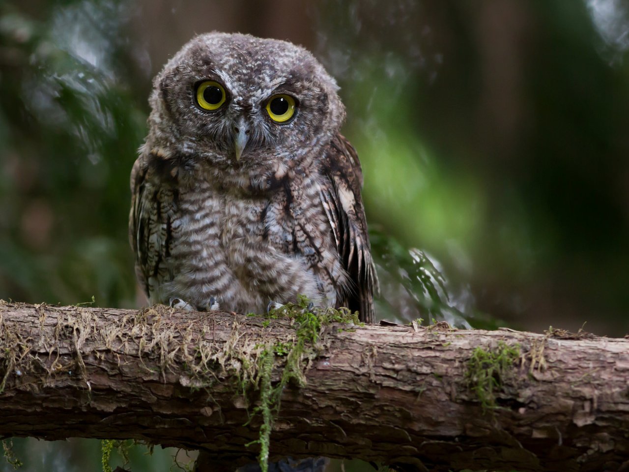 Обои сова, ветка, взгляд, сидит, owl, branch, look, sitting разрешение 1920x1200 Загрузить