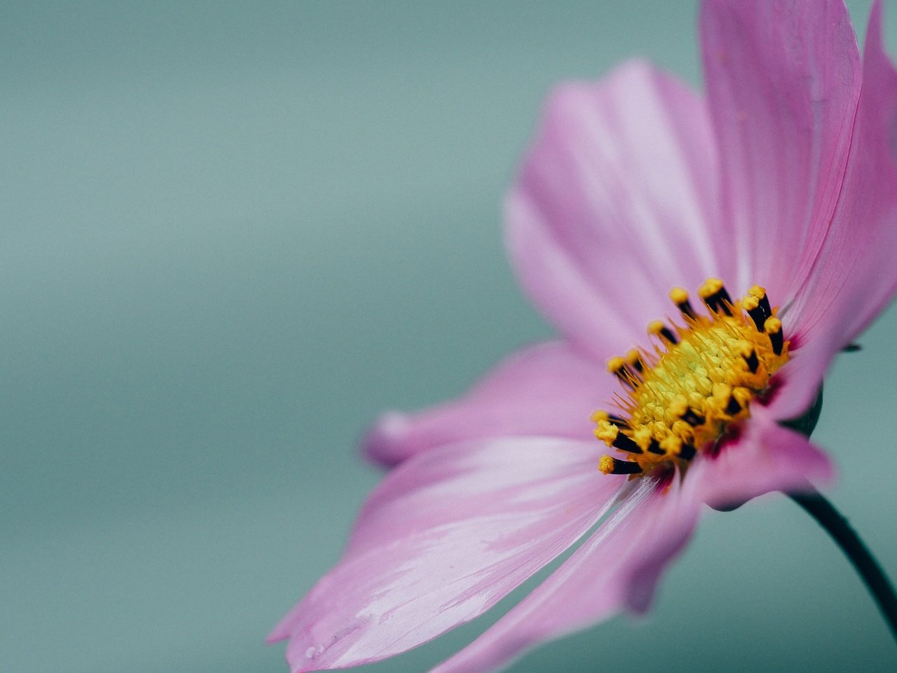 Обои макро, цветок, лепестки, розовая, космея, macro, flower, petals, pink, kosmeya разрешение 1920x1200 Загрузить