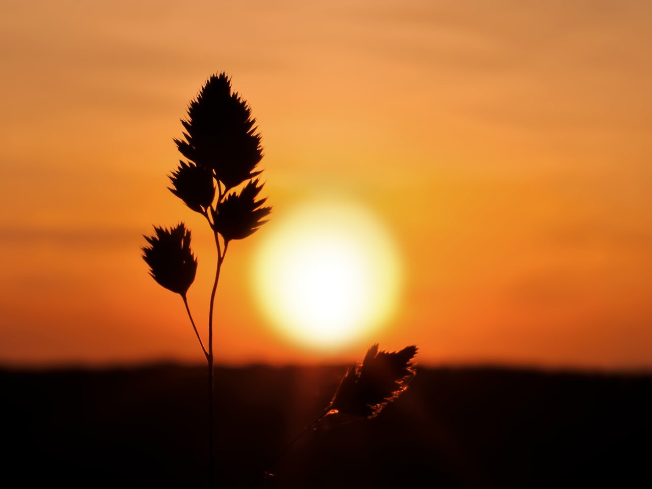 Обои трава, природа, закат, колоски, силуэт, grass, nature, sunset, spikelets, silhouette разрешение 2560x1600 Загрузить