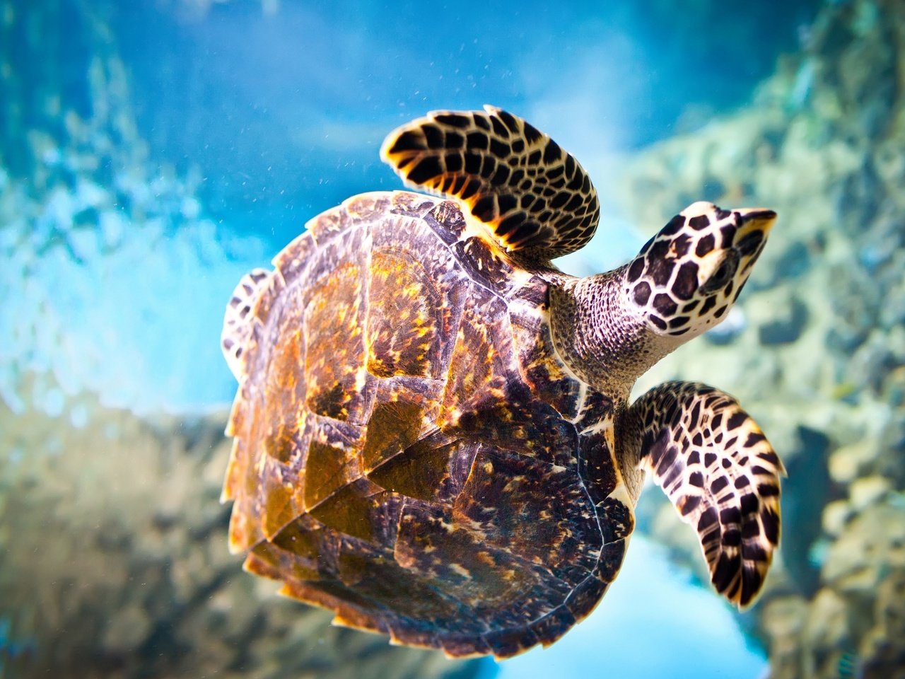 Обои макро, море, черепаха, подводный мир, macro, sea, turtle, underwater world разрешение 2560x1600 Загрузить