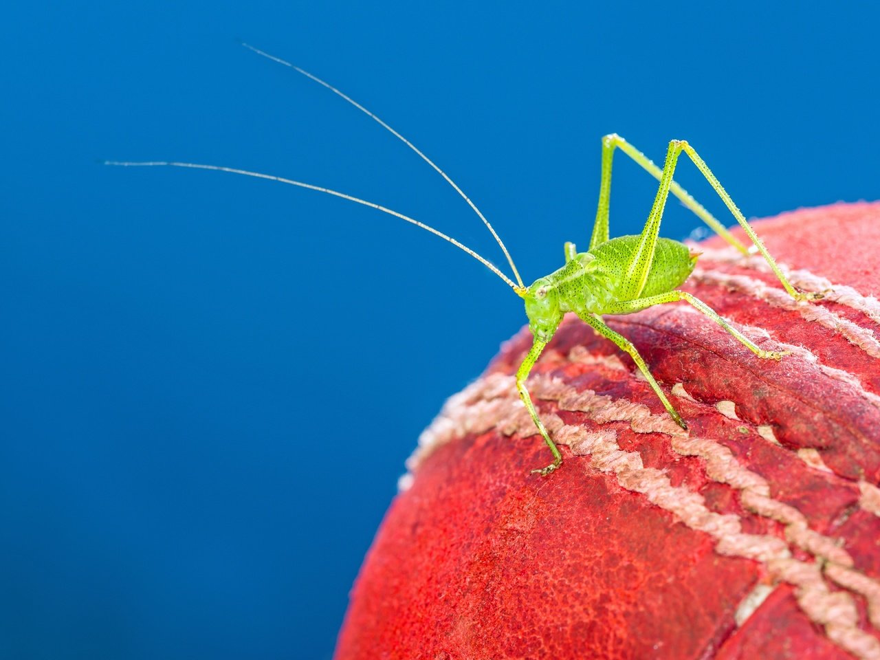 Обои макро, насекомое, мяч, краcный, кузнечик, cricket ball, крикет, macro, insect, the ball, red, grasshopper, cricket разрешение 4860x3240 Загрузить