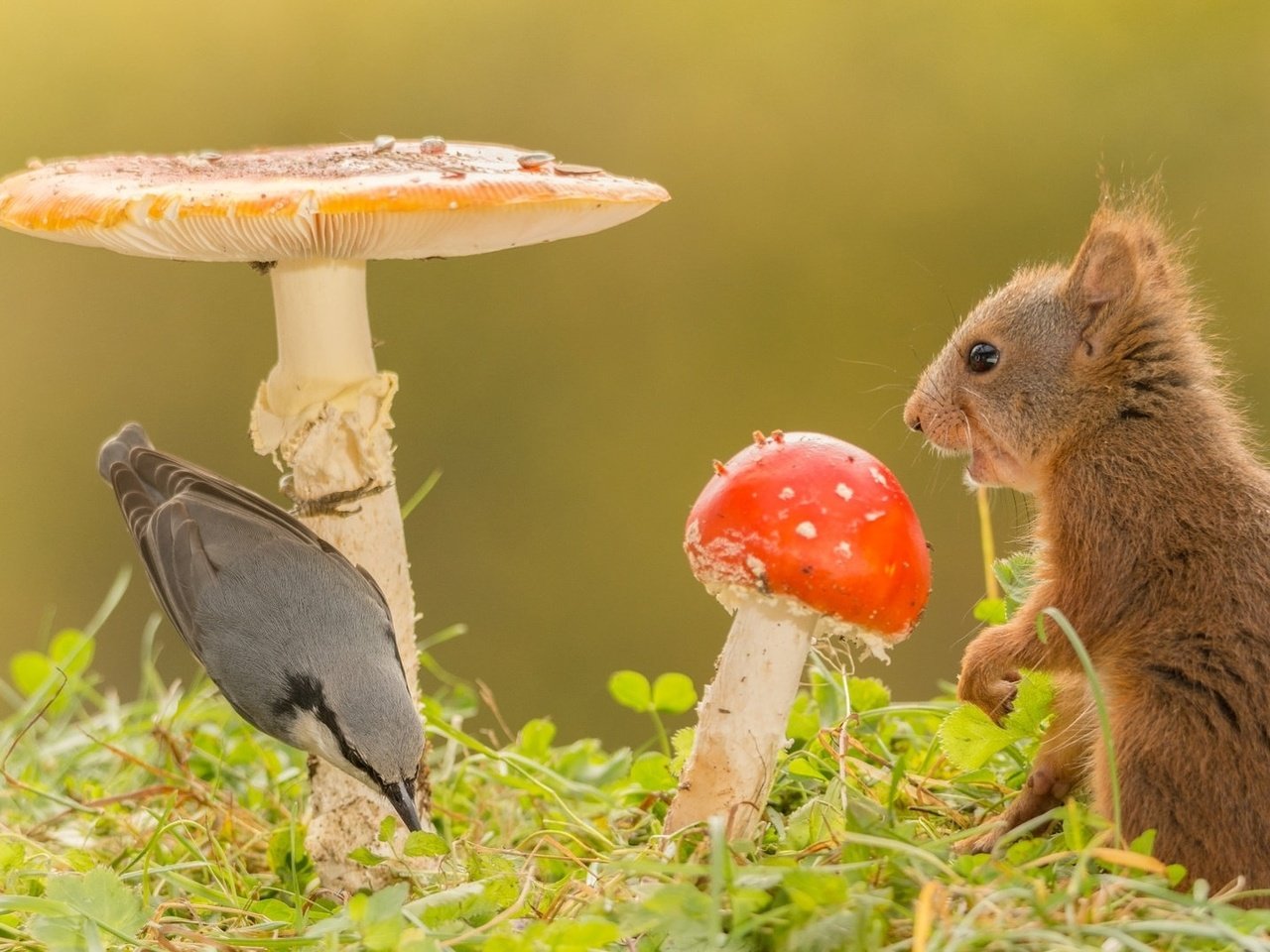 Обои трава, природа, животные, грибы, птица, белка, grass, nature, animals, mushrooms, bird, protein разрешение 1920x1080 Загрузить