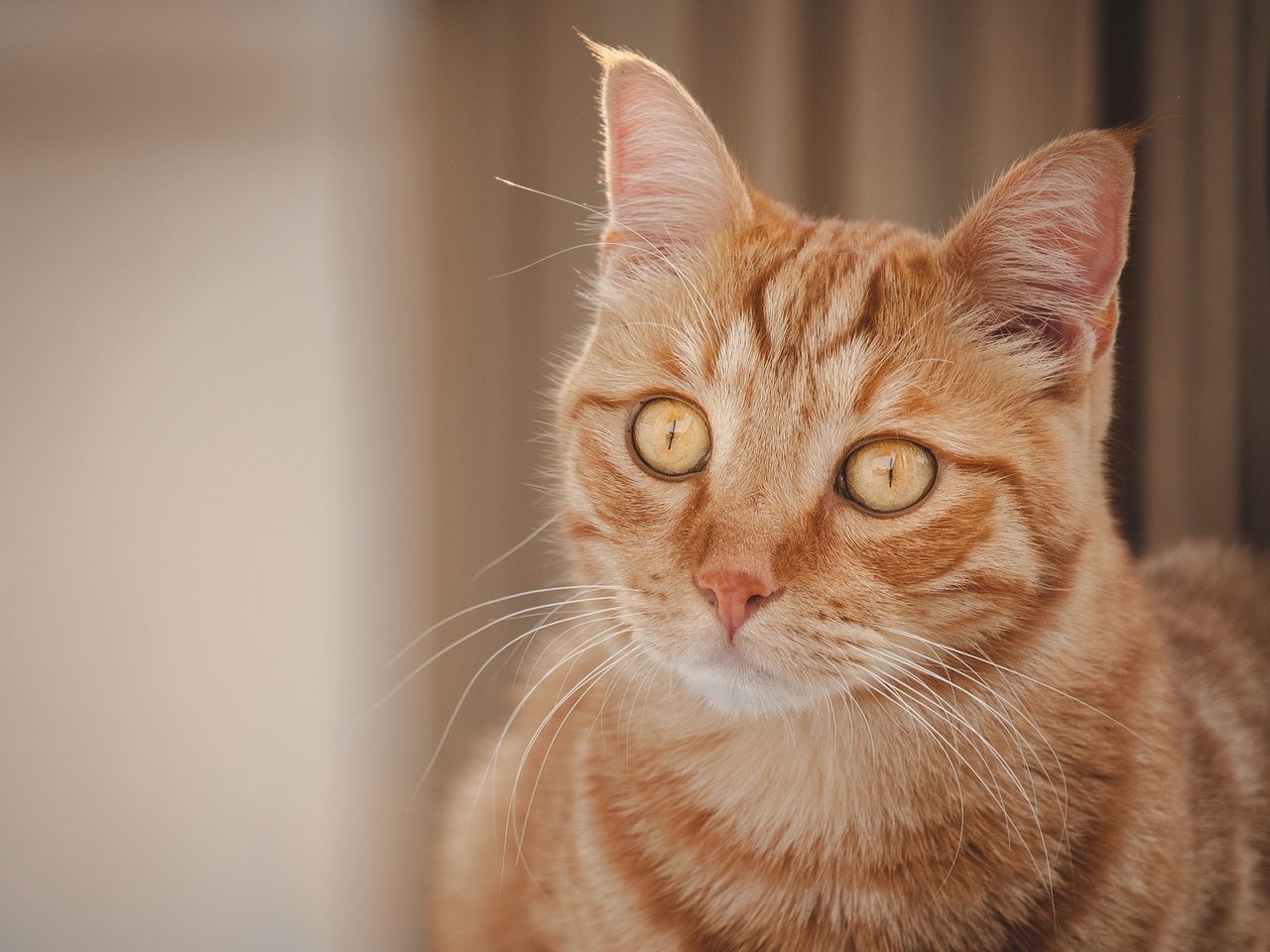 Обои портрет, кот, мордочка, кошка, взгляд, рыжая кошка, portrait, cat, muzzle, look, red cat разрешение 2048x1366 Загрузить