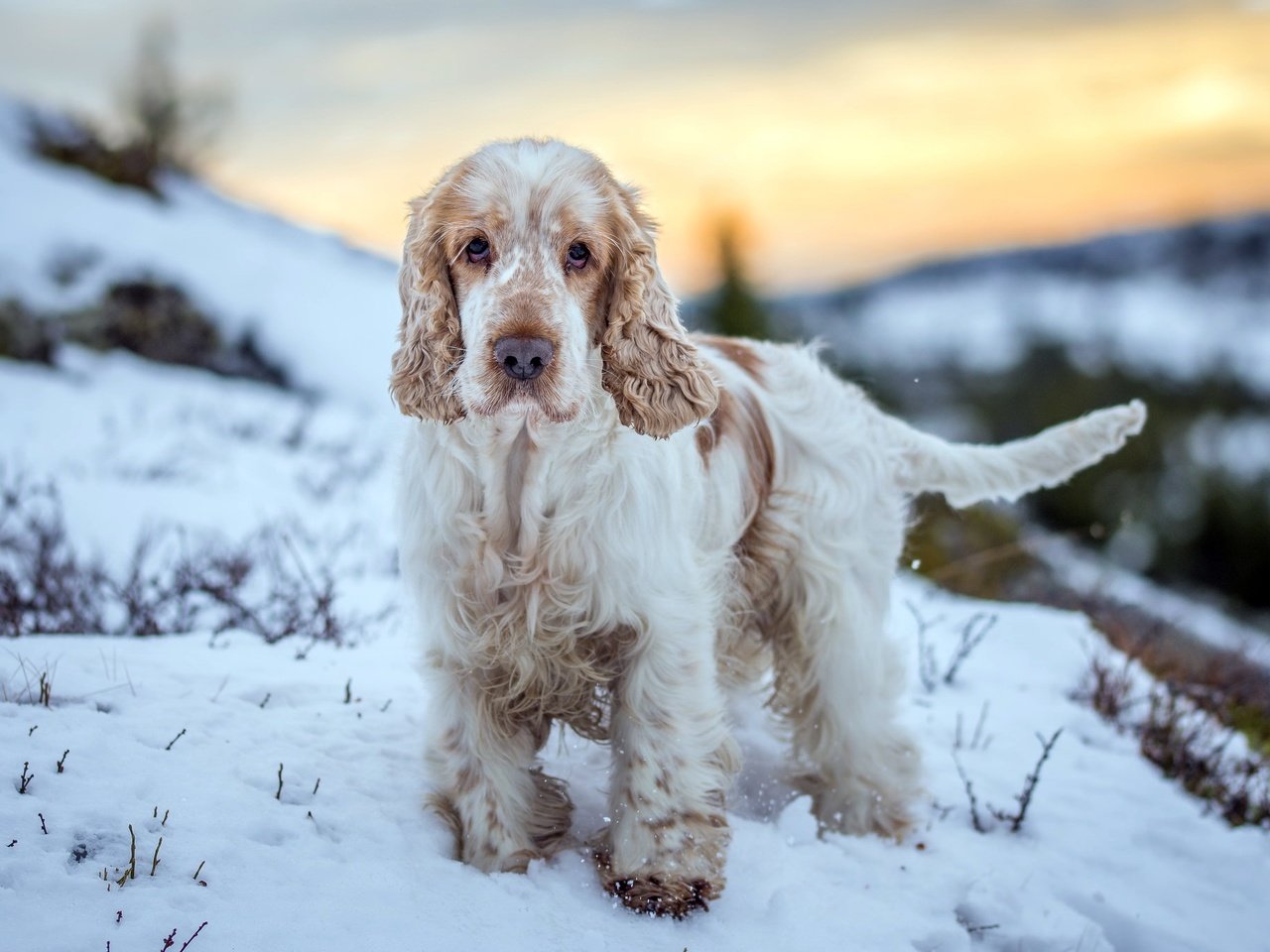 Обои зима, взгляд, собака, друг, winter, look, dog, each разрешение 2048x1365 Загрузить