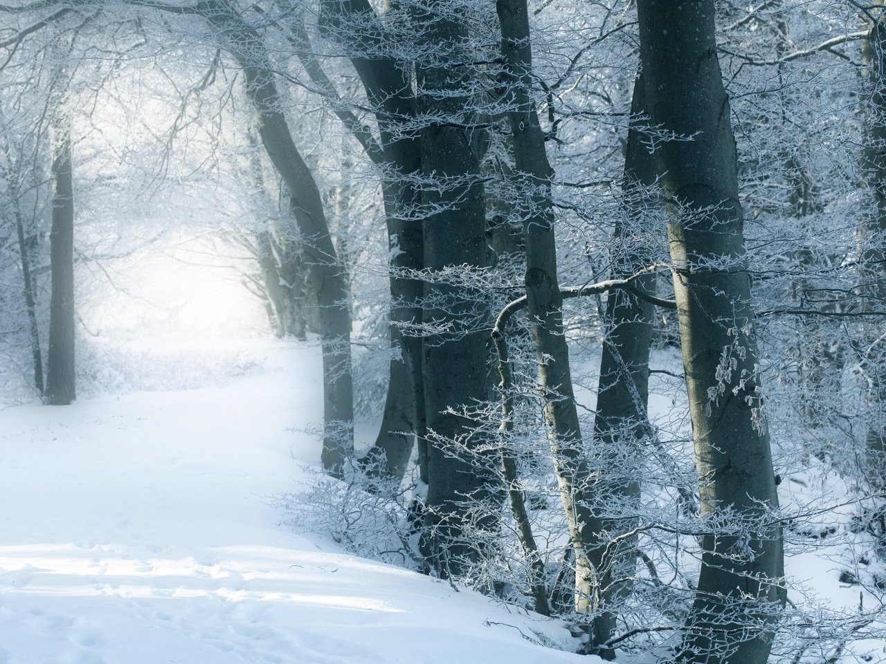 Обои деревья, снег, зимний лес, trees, snow, winter forest разрешение 2500x1667 Загрузить