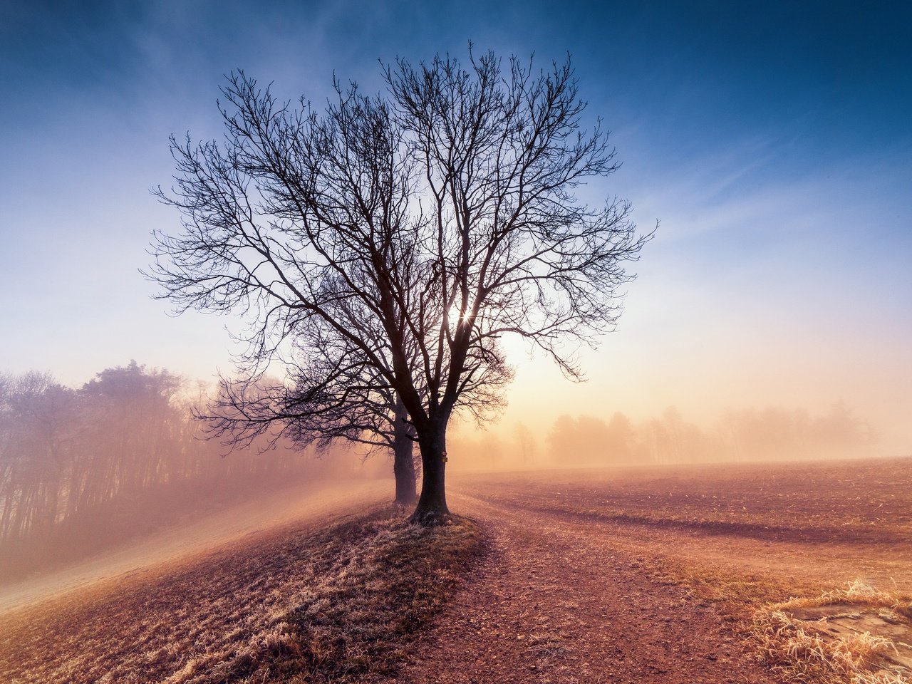 Обои небо, дерево, утро, туман, поле, рассвет, the sky, tree, morning, fog, field, dawn разрешение 2048x1365 Загрузить