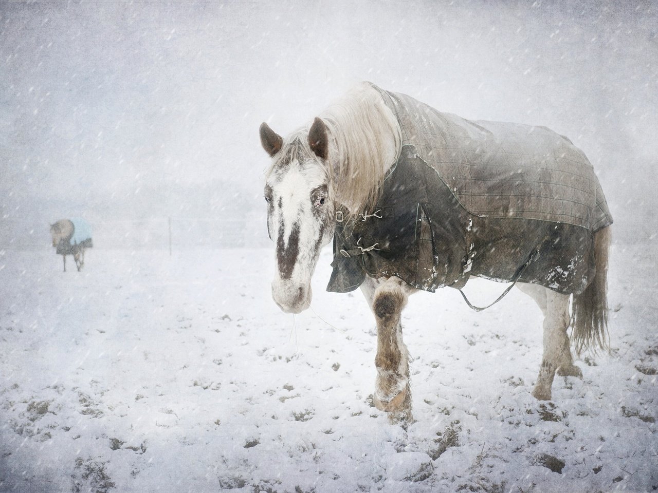 Обои снег, зима, холод, конь, snow, winter, cold, horse разрешение 2048x1363 Загрузить