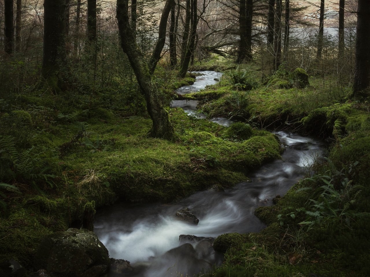 Обои деревья, лес, ручей, trees, forest, stream разрешение 2048x1436 Загрузить