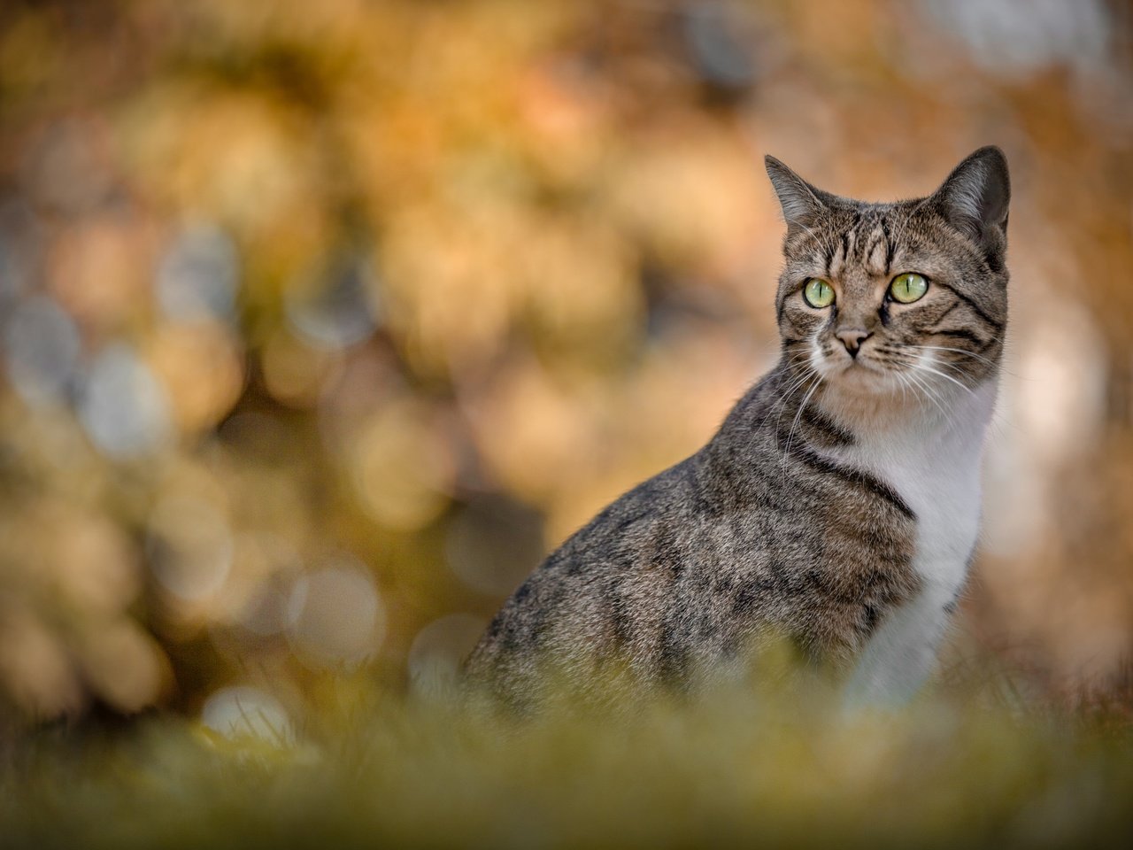 Обои портрет, кошка, взгляд, боке, portrait, cat, look, bokeh разрешение 2048x1365 Загрузить