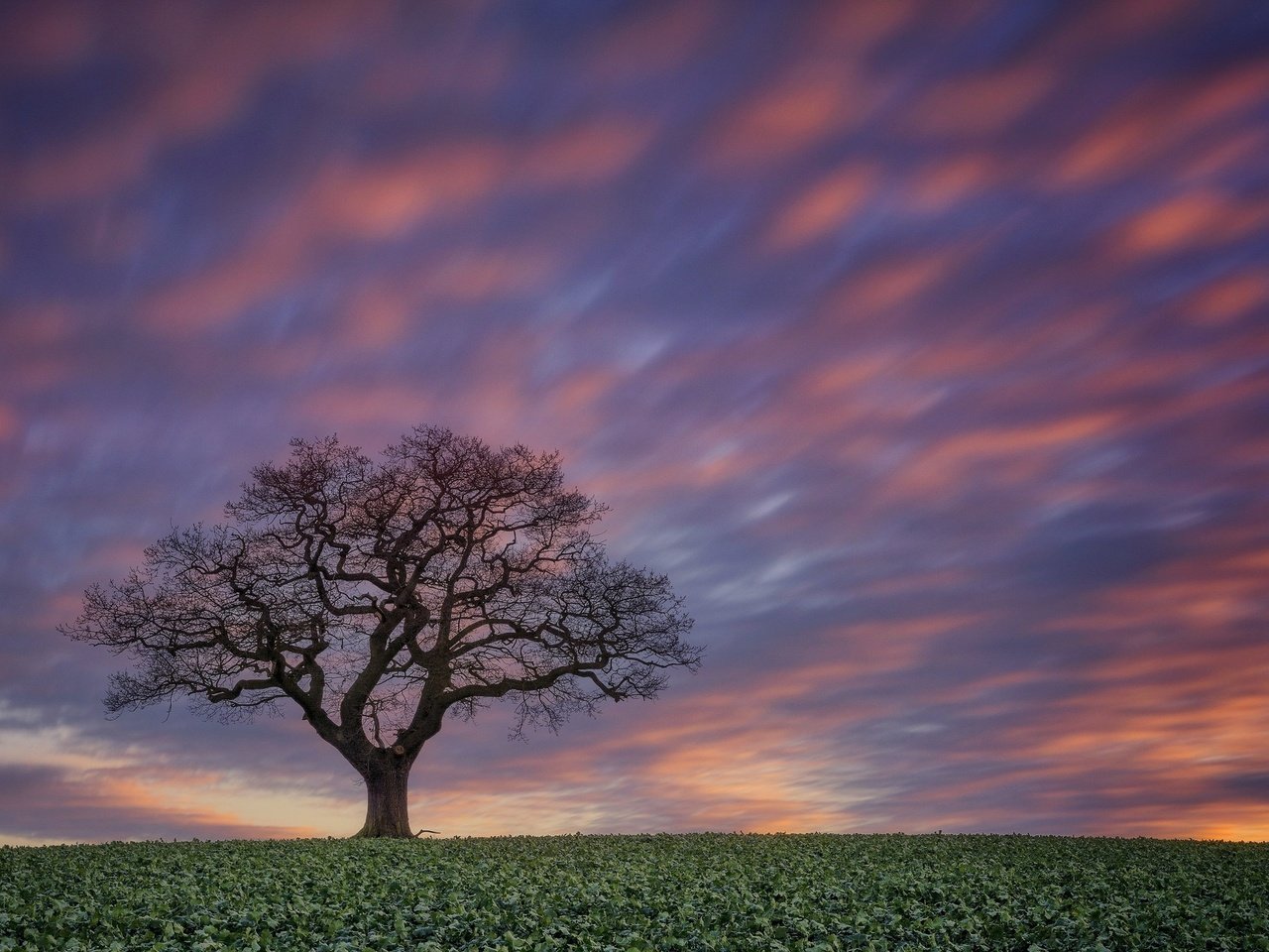 Обои небо, дерево, закат, поле, the sky, tree, sunset, field разрешение 2048x1289 Загрузить