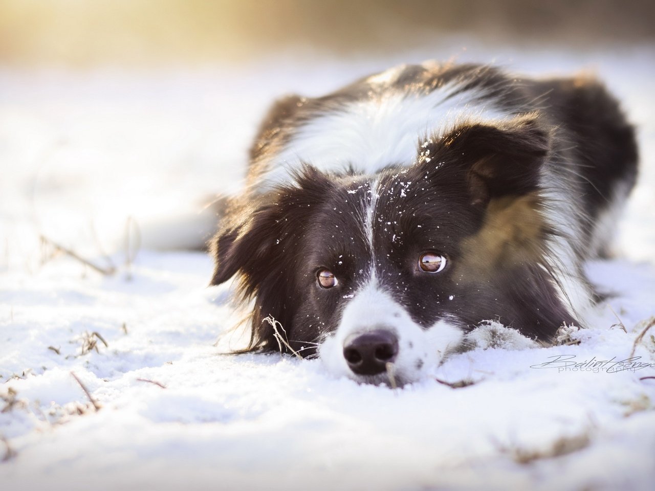 Обои снег, взгляд, собака, snow, look, dog разрешение 2560x1552 Загрузить