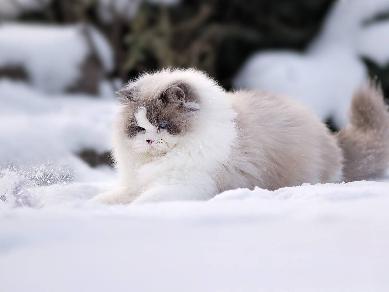 Обои снег, зима, кошка, пушистая, рэгдолл, snow, winter, cat, fluffy, ragdoll разрешение 1920x1080 Загрузить